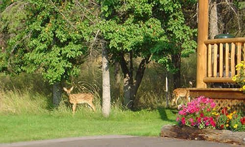Somers Bay Log Cabin Lodging Hotel Bagian luar foto